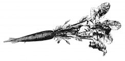 Line drawing carrot